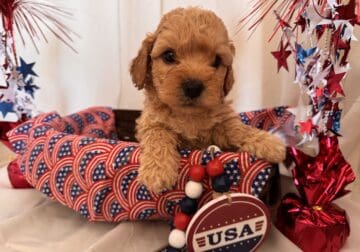 Maltipoo
