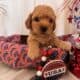 Maltipoo