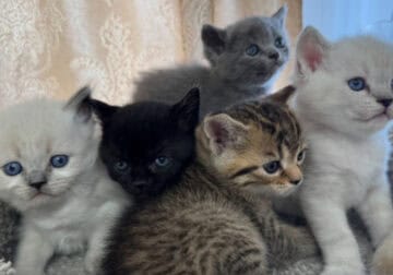 Scottish straight kittens