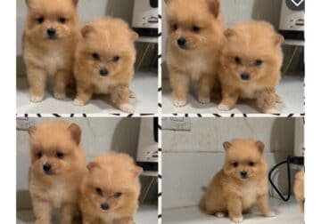 Pomeranian puppies