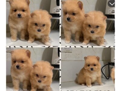 Pomeranian puppies