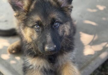 Akc import Siberian long Coat Germansheperd Puppie