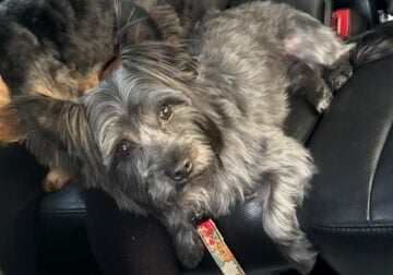 Male adult Morkie
