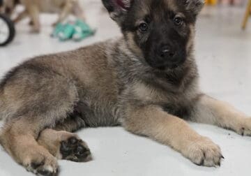 German Husky Puppies for sale (9 weeks)