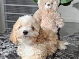 Maltipoo puppies