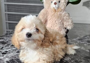 Maltipoo puppies