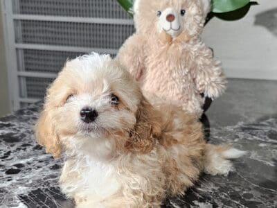 Maltipoo puppies
