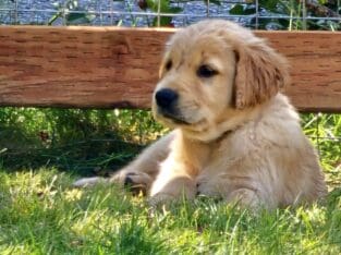 AKC GOLDEN RETRIEVER PUPPIES
