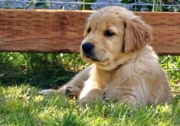 AKC GOLDEN RETRIEVER PUPPIES