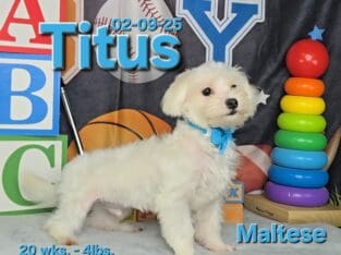 Titus a male Maltese puppy. Reduced pet only pric