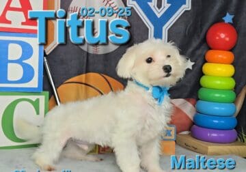 Titus a male Maltese puppy. Reduced pet only pric
