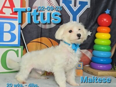 Titus a male Maltese puppy. Reduced pet only pric