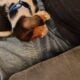 Litter of 8 basset hounds