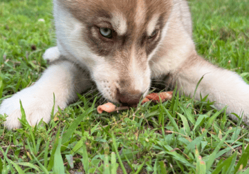Siberian Husky Puppies for Sale!
