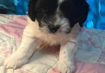 Stormy – Shihpoo Female