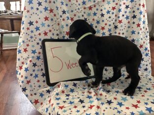 Purebred Great Dane Puppies – born May 30, 2025