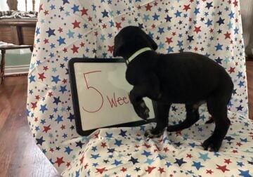 Purebred Great Dane Puppies – born May 30, 2025