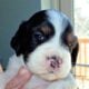 English Springer Spaniel puppies for sale