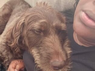 Loving Chocolate Labradoodle