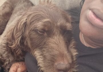 Loving Chocolate Labradoodle