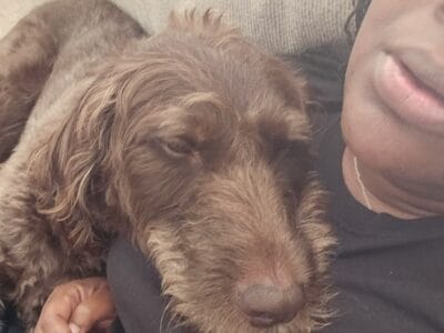 Loving Chocolate Labradoodle