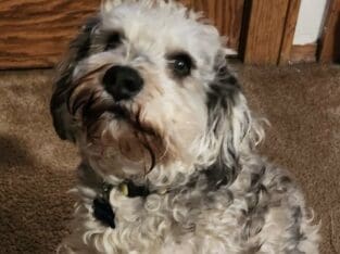 Good boy seeking new home