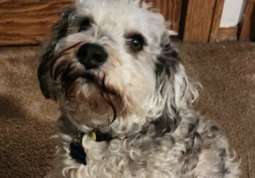 Good boy seeking new home