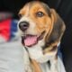 Purebred Beagle puppies – Male #1