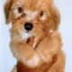 Adorable Small Breeds