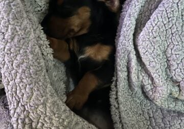 Dachshund