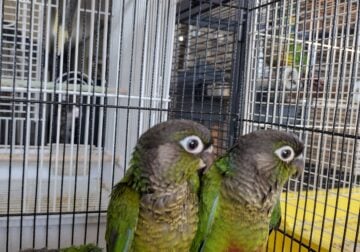 Hand fed baby Green Cheek Conures