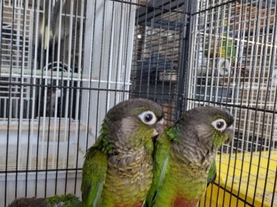 Hand fed baby Green Cheek Conures