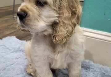 AKC Male Cocker Spaniel – Muffin
