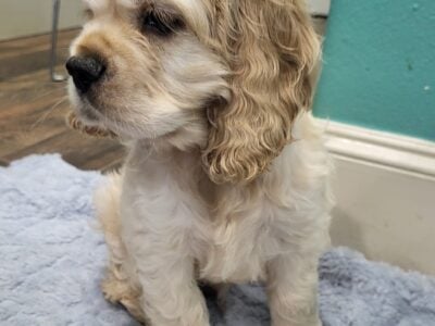 AKC Male Cocker Spaniel – Muffin