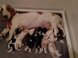 Litter of 8 basset hounds