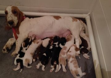 Litter of 8 basset hounds