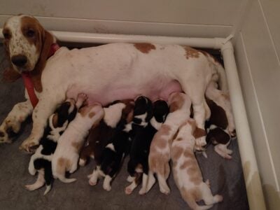 Litter of 8 basset hounds