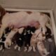 Litter of 8 basset hounds