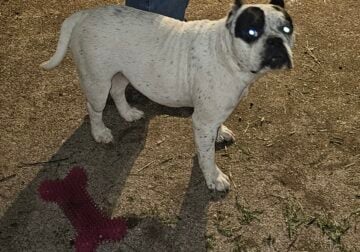 Free as pet or 500 with ukc registration