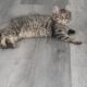 Maincoon mix kittens
