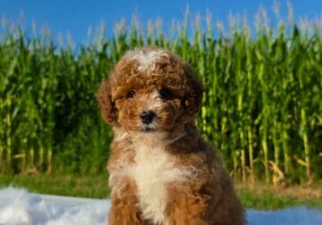 Akc red male mini poodle