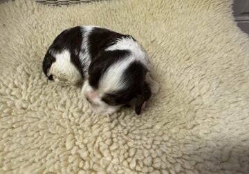 AKC Champion line Cocker Spaniel Puppies