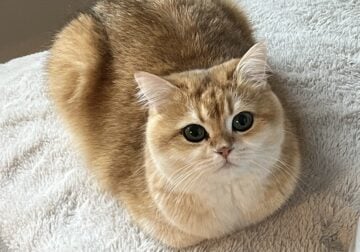 Rehoming Golden British Shorthair