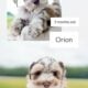 Two Puppies Left – Miniature Schnauzers