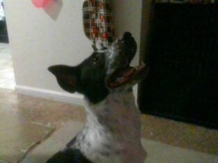 Looking for a new home!