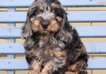 Oliver Male Cockapoo