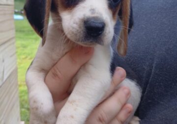 Beagle pups