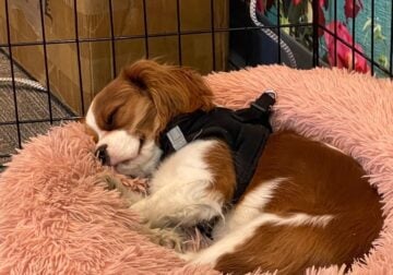 Cavalier King Charles Spaniel (Purebred) for Sale