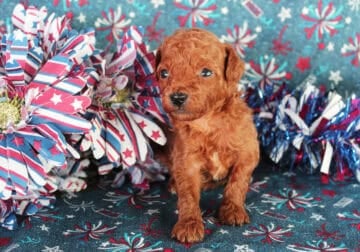 AKC Toy Poodle boys