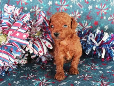 AKC Toy Poodle boys